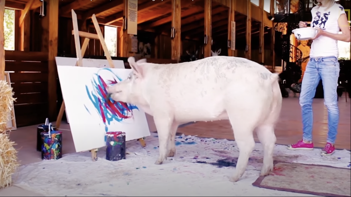Muere Pigcasso, la cerda pintora: por qué la llamaban “la artista no humana más exitosa de la historia”