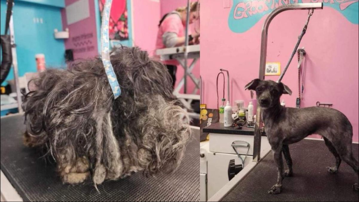 Así fue la increíble transformación de Pixie, la perrita rescatada de un refugio de animales