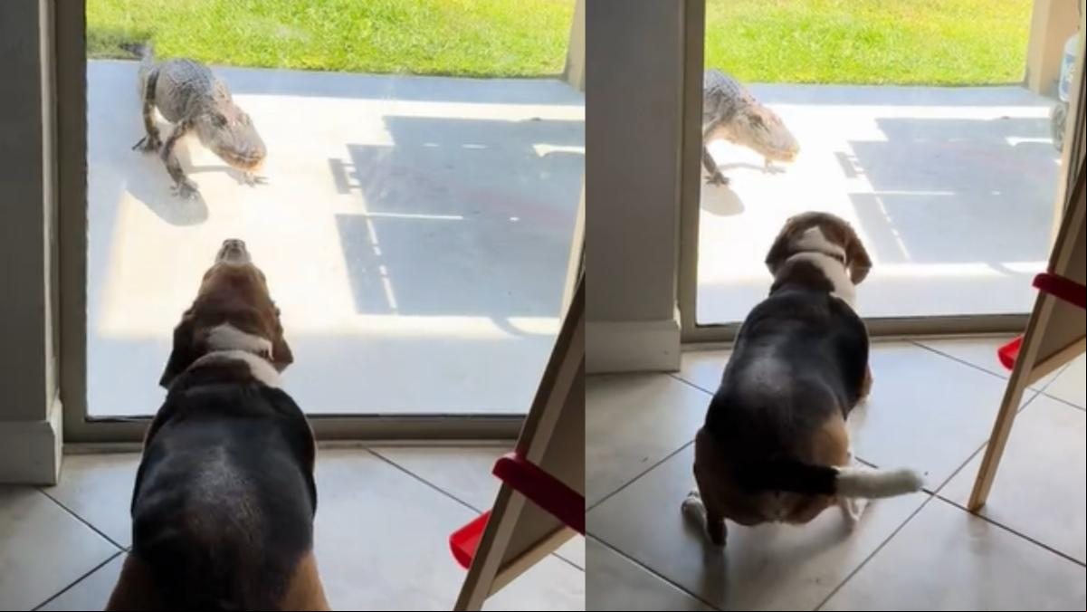 La increíble reacción de un beagle al ver un cocodrilo en el jardín de su casa: Es peligroso