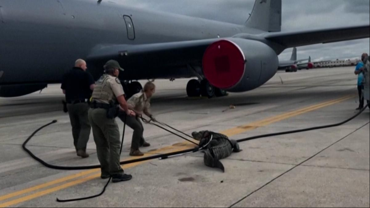 Un caimán invade la pista de aterrizaje de un aeropuerto militar y no logran apartarlo con facilidad