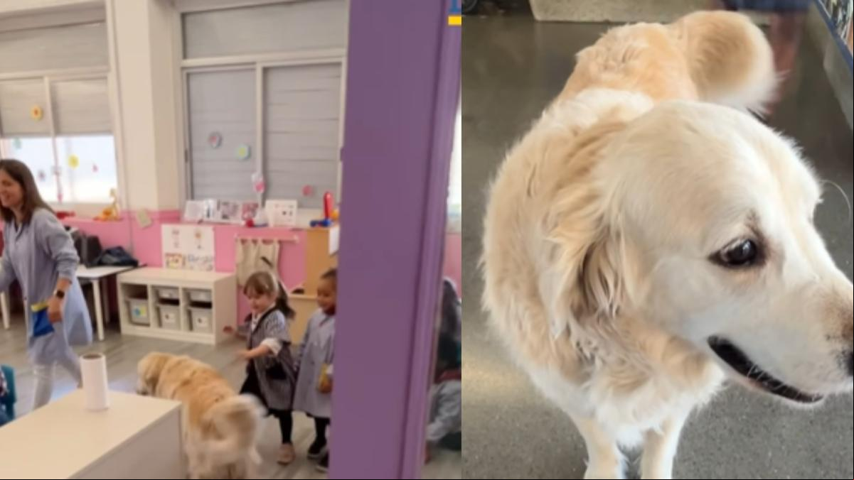 Assisi, el golden retriever que recibe cada día a los alumnos en una escuela de Sabadell y que irá de viaje de fin de curso a Mallorca: “Es uno más”