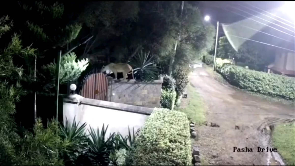 Captan por las cámaras de seguridad una leona arrastrando a un rottweiler de 75 kilos en un escalofriante vídeo