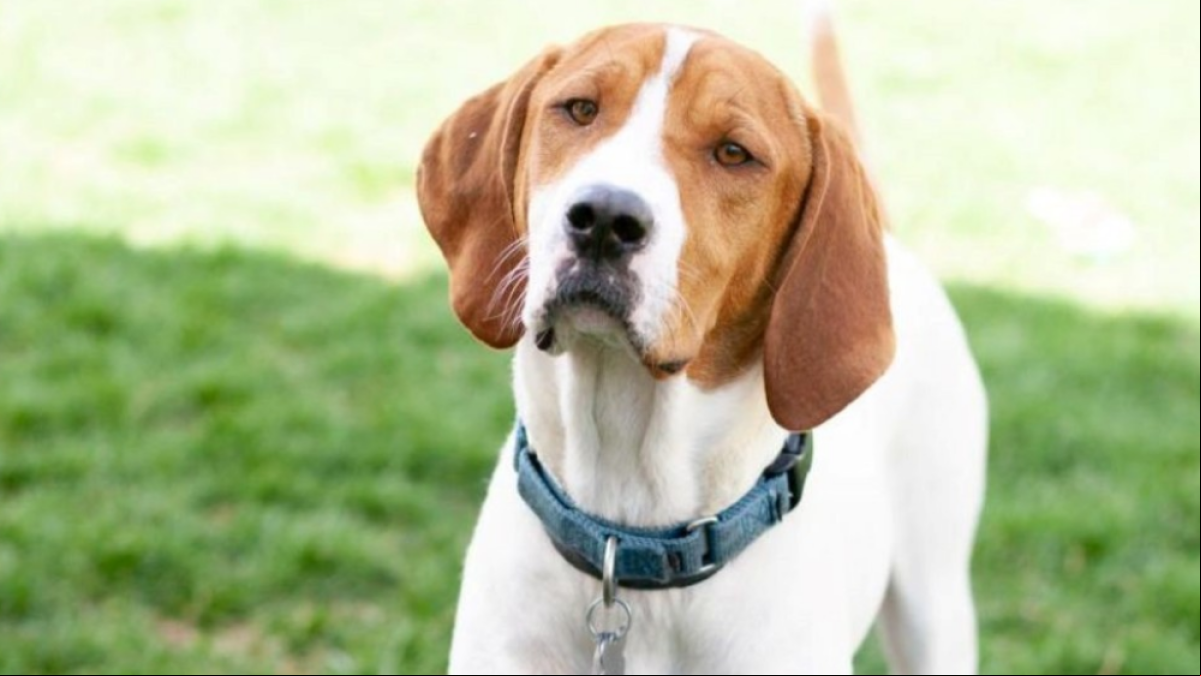 Llevó a sacrificar a su perro enfermo y meses después apareció en un lugar de adopción: la pesadilla de una dueña