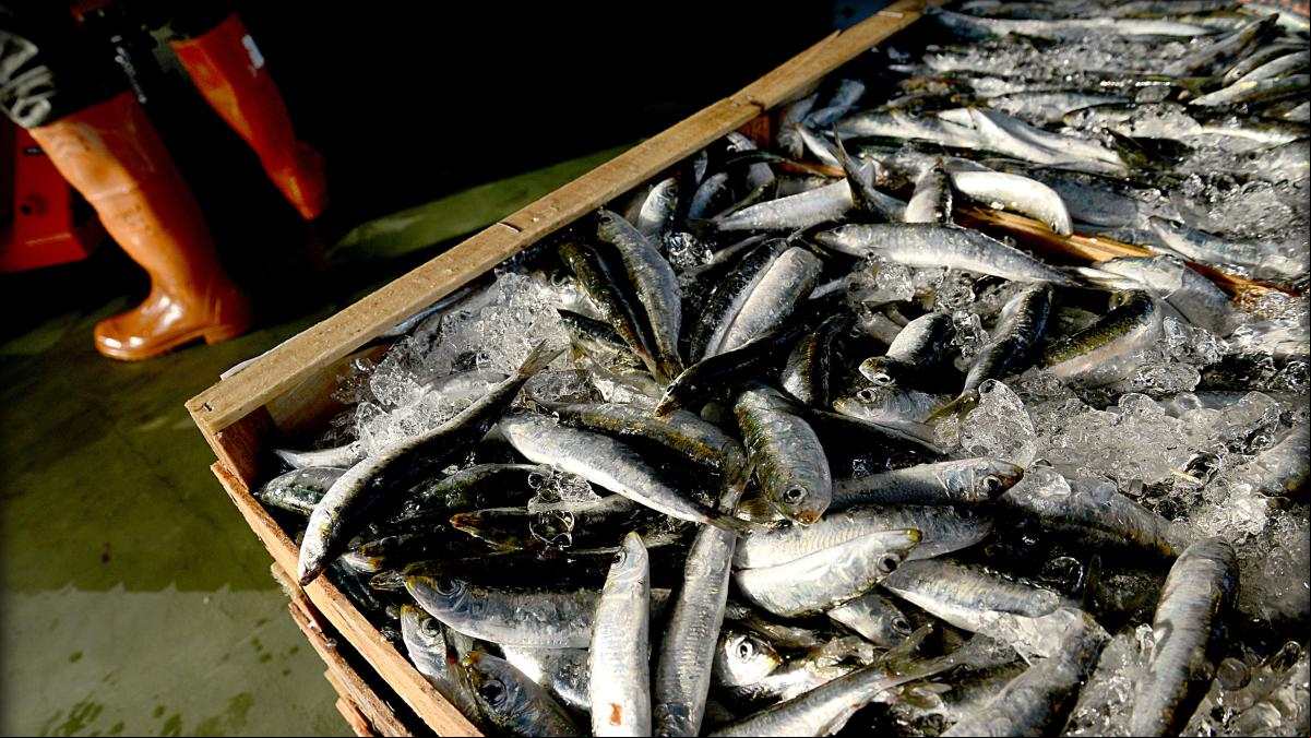 El Argos Georgia: morir en una ONU del mar por 2.000 euros al mes