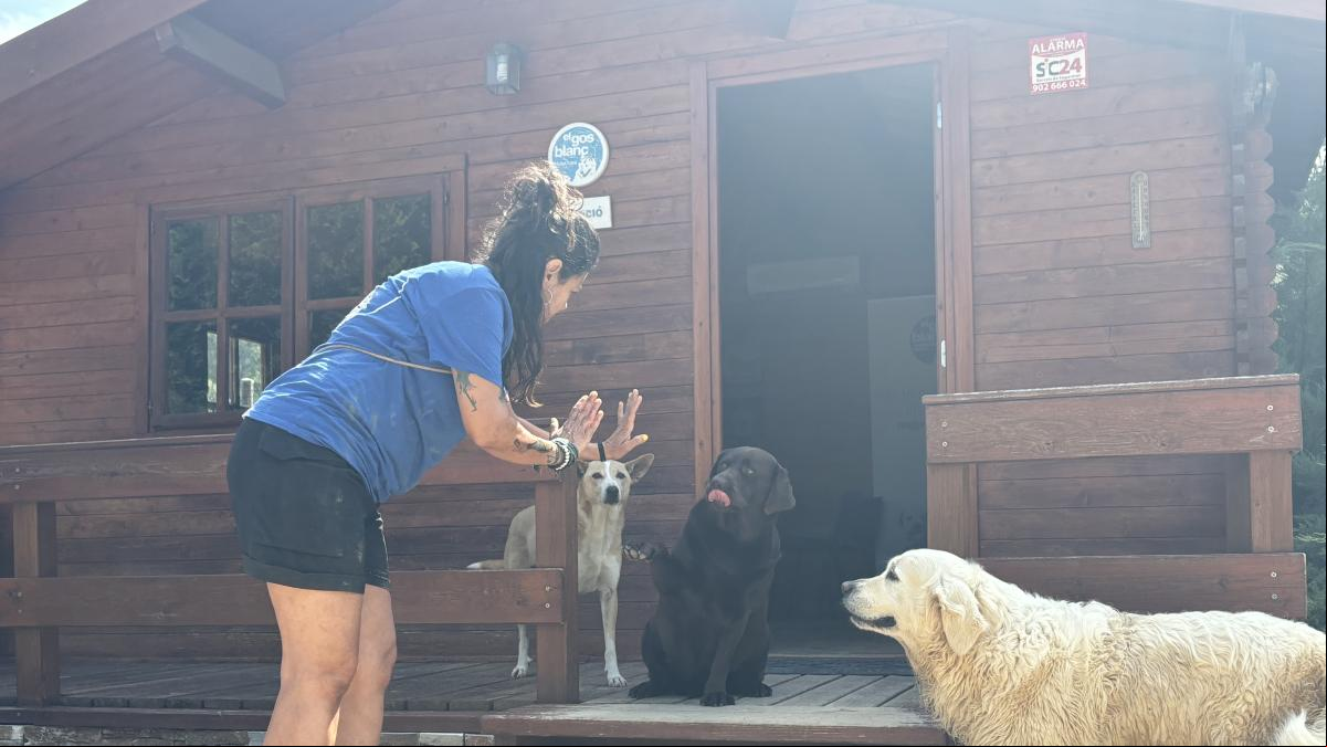 Un ayuntamiento ofrece residencia canina gratuita para huir de la verbena