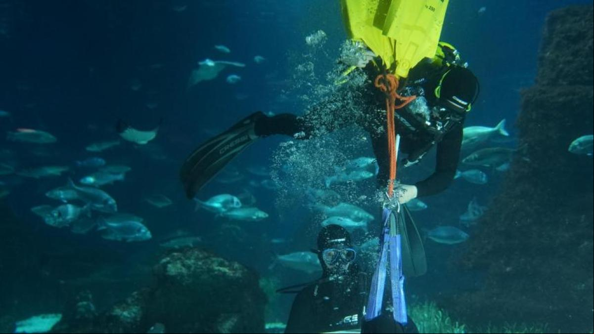 La Copa del América impulsa la restauración de la biodiversidad del Port Vell de Barcelona