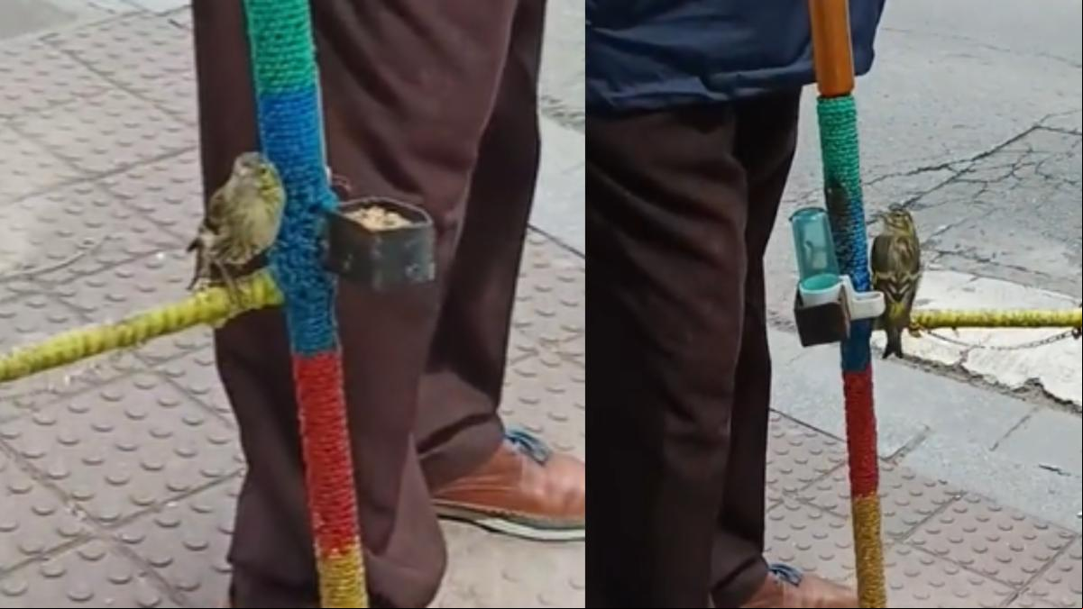 Enseña cómo un vecino de su barrio saca a pasear a su pájaro y levanta polémica: “Cosas que solo pasan en Albacete”