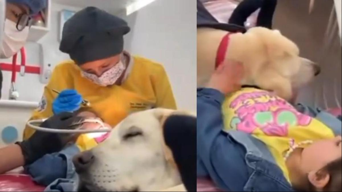 Así es el Dogtor Aldo, el labrador que acompaña a los niños en una clínica dental