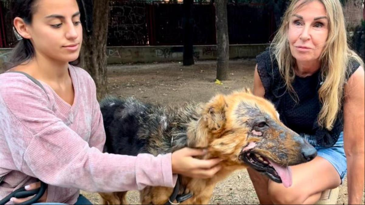 La juez que adoptó una perrita quemada viva: “La ley debe endurecerse”