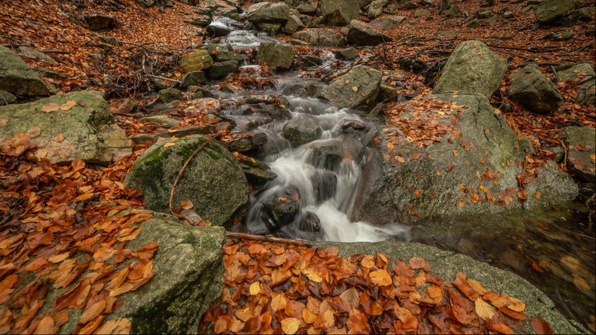 ¿Cómo suena el otoño en el Montseny?