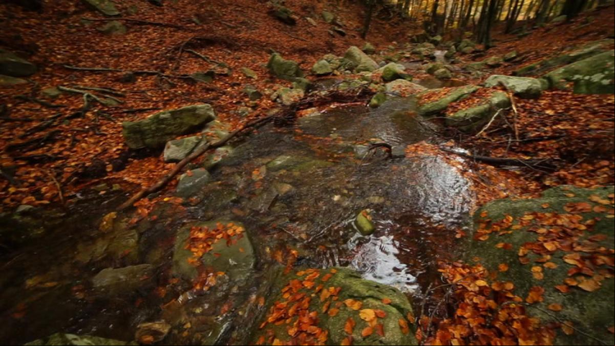 Descubre cómo suena el otoño en el Montseny