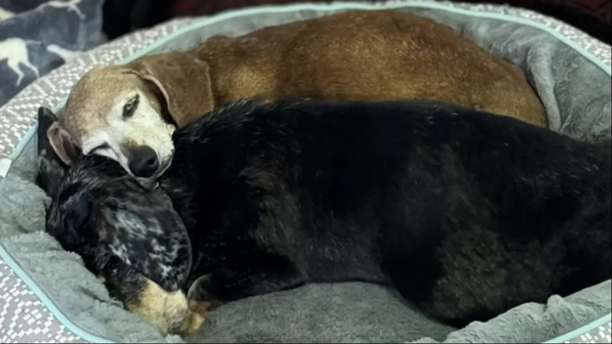 Este perro pierde a su compañero tras 17 años juntos, pero termina encontrando a su gemelo