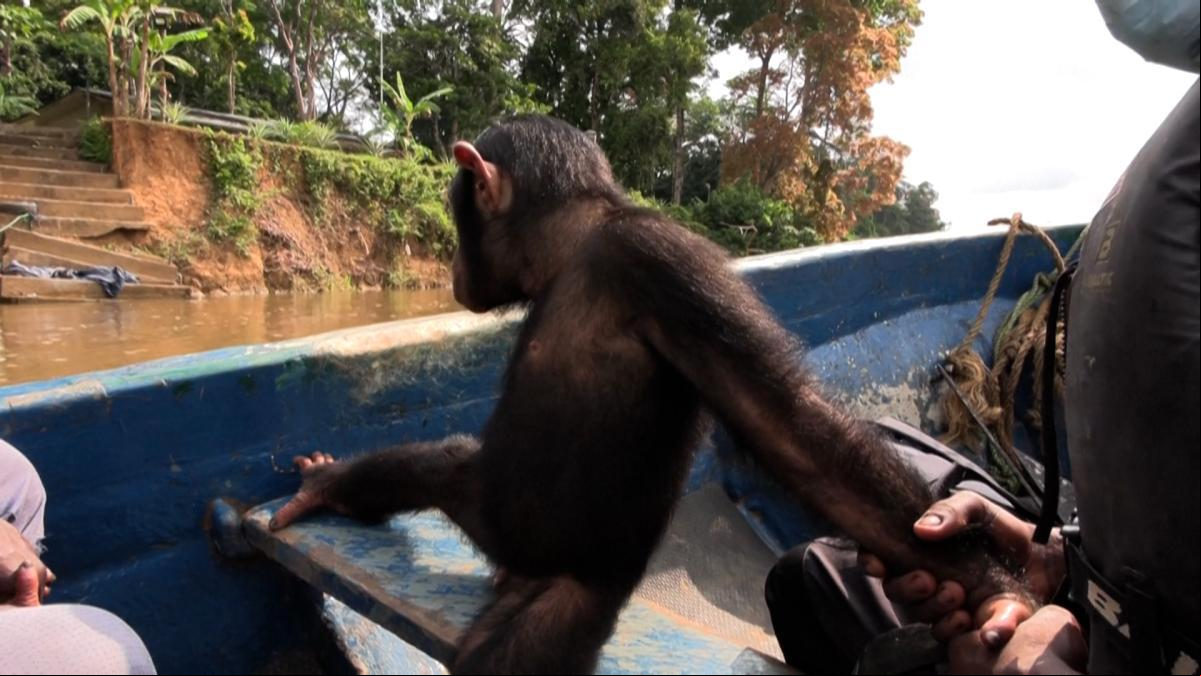 Un santuario de Camerún ofrece un refugio seguro y natural para chimpancés huérfanos
