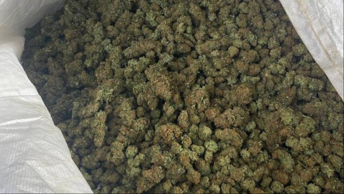 Seis detenidos en el desmantelamiento de un cultivo ilegal de marihuana con 652 plantas en Ripollet