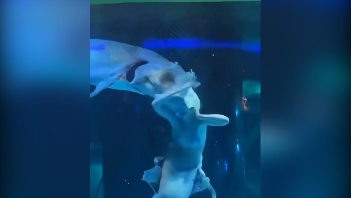 El dramático momento en el que una joven que trabaja de sirena recibe un ataque brutal de un pez de grandes dimensiones