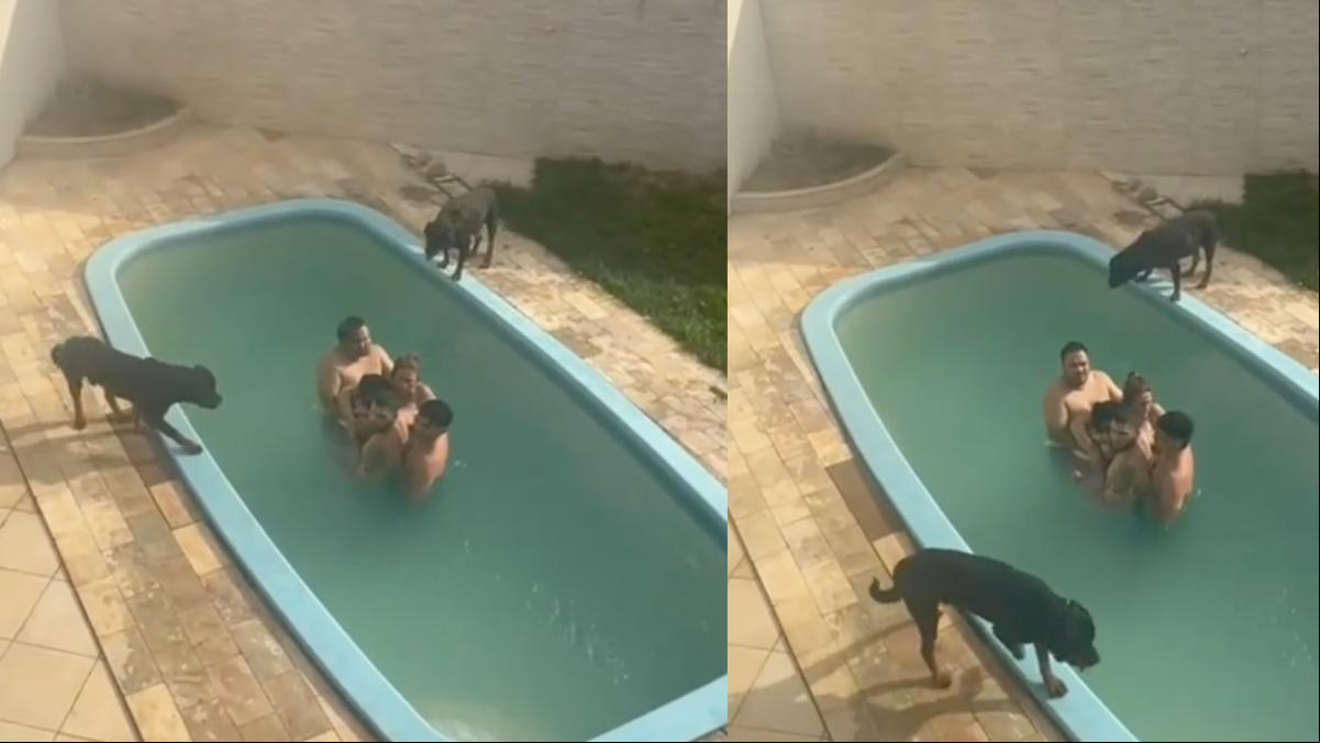 Alquilan una casa con perros y acaban atrapados en la piscina por culpa de ellos: “Necesito ver cómo salieron”