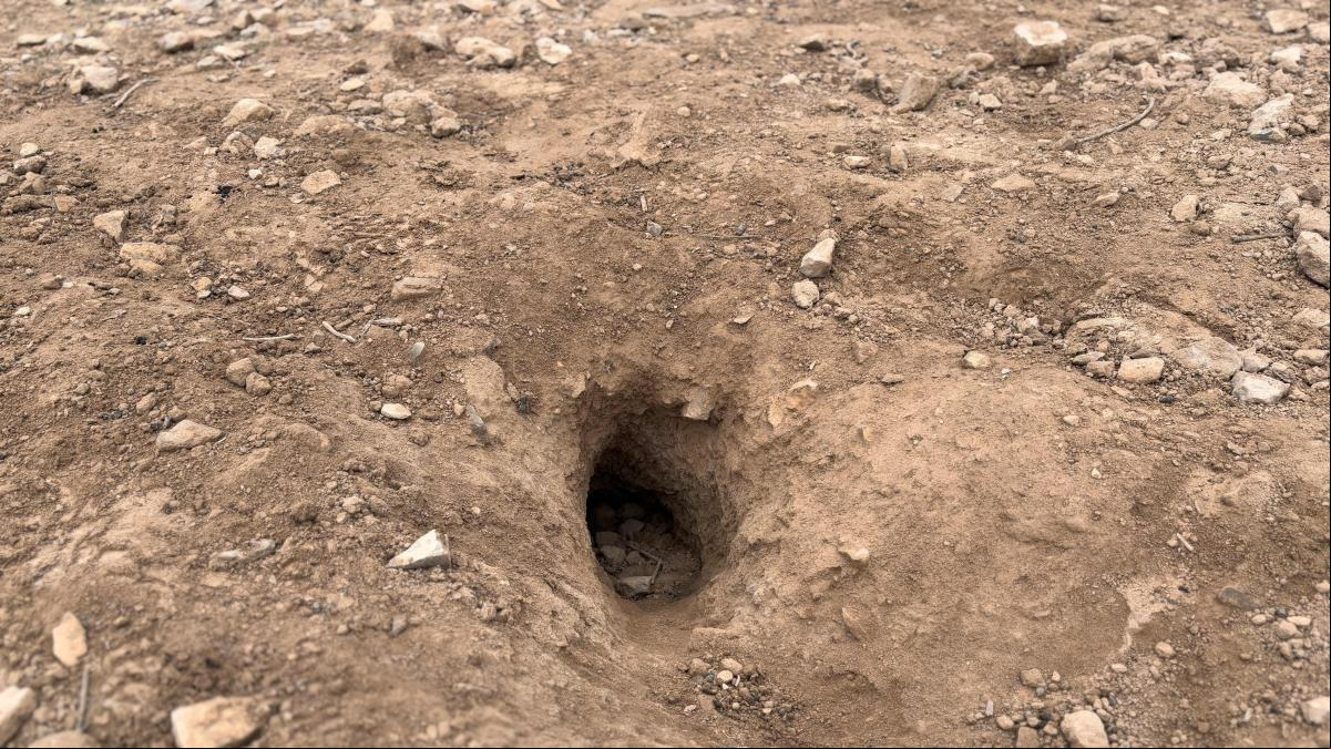 Un juzgado de Lleida condena a un agricultor por matar conejos y pájaros protegidos con raticida