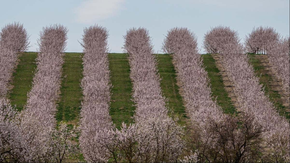 La bella geometría de los almendros en flor de Tàrrega