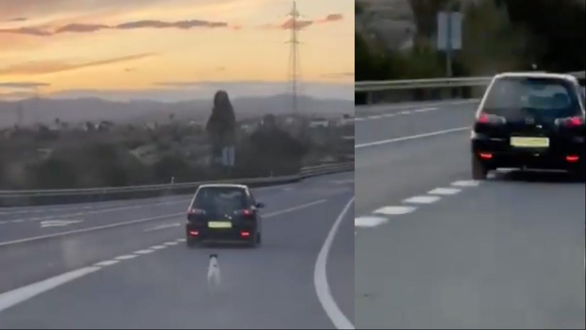 Abandonan a su perro en mitad de la carretera y la reacción de éste rompe el corazón: “Qué espanto” Abandonan a su perro en mitad de la carretera y la reacción de éste rompe el corazón: “Qué espanto”