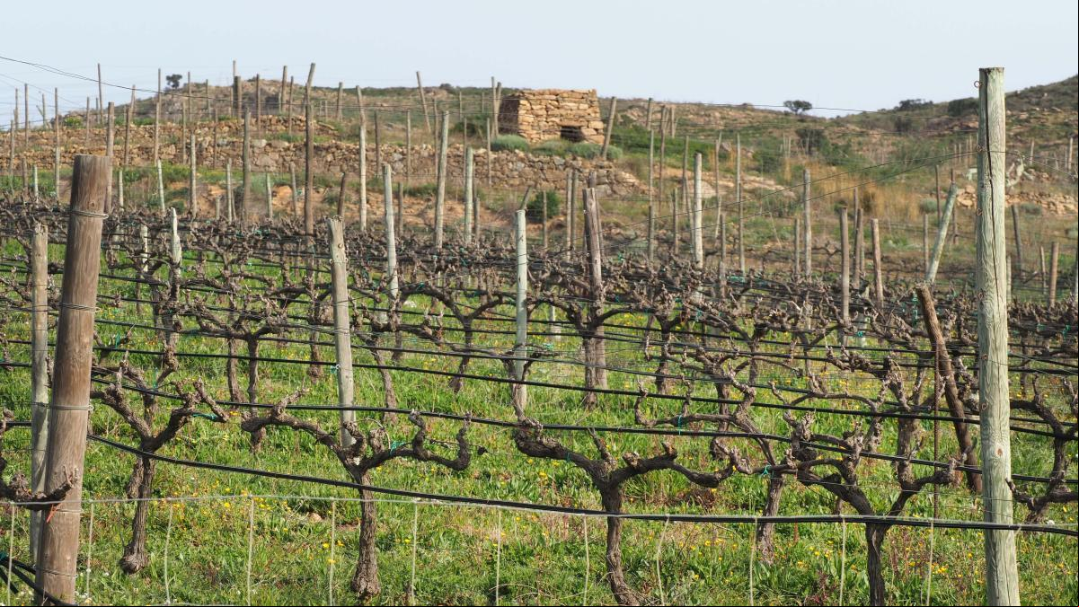 Cuidar el suelo agrario compensa