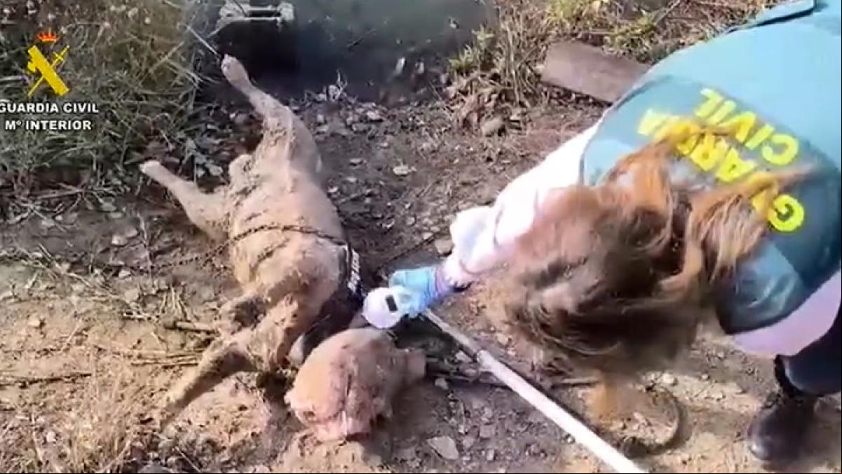 Muere un perro ahogado y atado a bloques de hormigón en Arganda