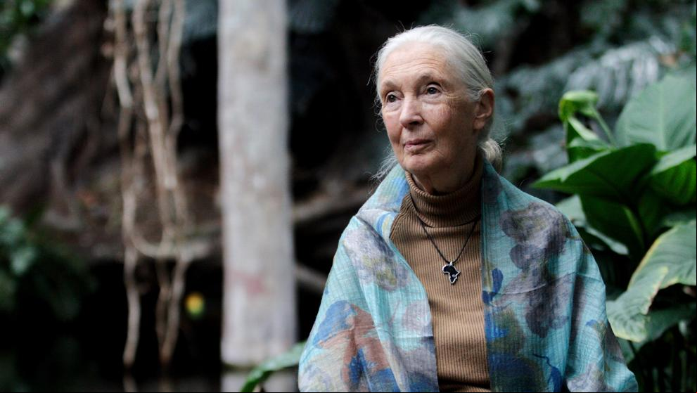 Jane Goodall alerta del repunte del tráfico ilegal de especies salvajes