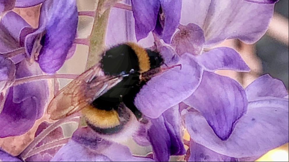 La abeja y las glicinas