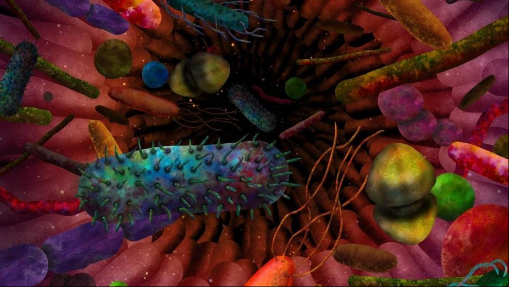 Las bacterias del intestino condicionan que un medicamento funcione