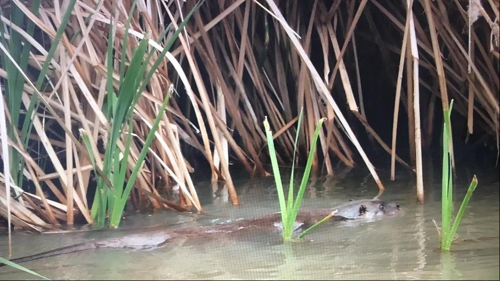 La nutria regresa al centro de Madrid tras medio siglo desaparecida en la zona