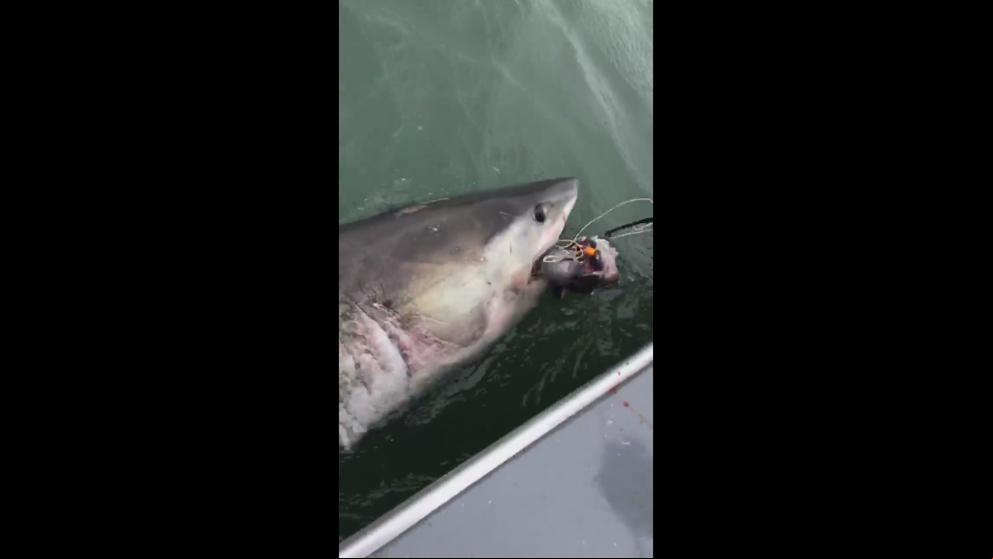 Un tiburón blanco arrastra una barca de pescadores cerca de 3 km tras morder su anzuelo