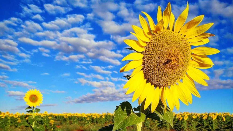 Los girasoles de Arenillas