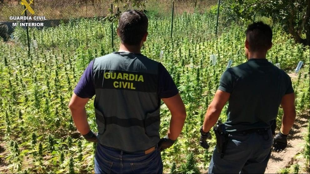 Desmantelada una plantación de marihuana en Girona valorada en 1 millón de euros