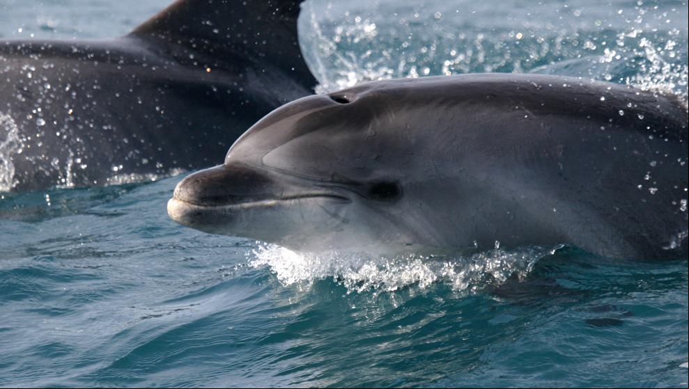 En los delfines, como en los humanos, también crece la resistencia a los antibióticos