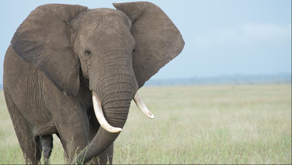 Un elefante destroza el coche de unos turistas en una carretera de Tailandia