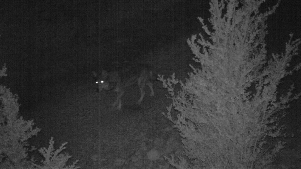 Estos son los lobos de Catalunya: nuevas imágenes con cámaras trampa