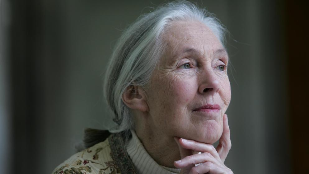 Jane Goodall celebra su 86 aniversario desde el confinamiento y lanzando un potente mensaje