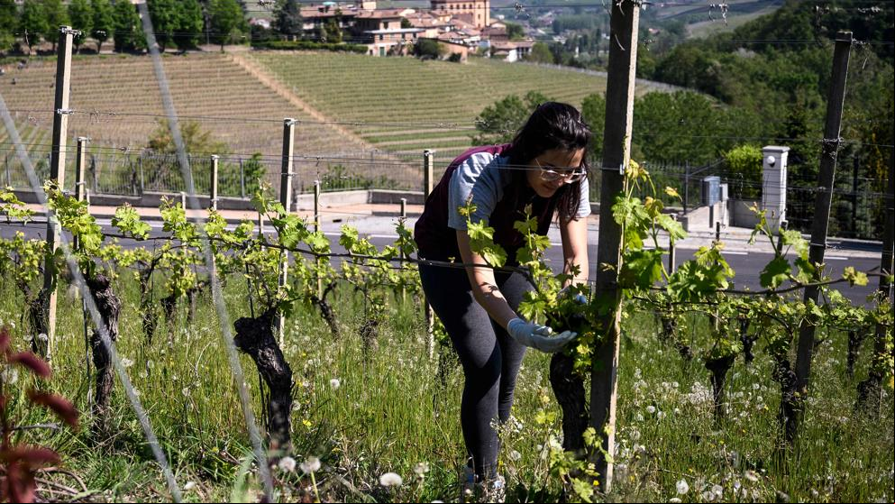 Italia quiere regularizar migrantes para las cosechas