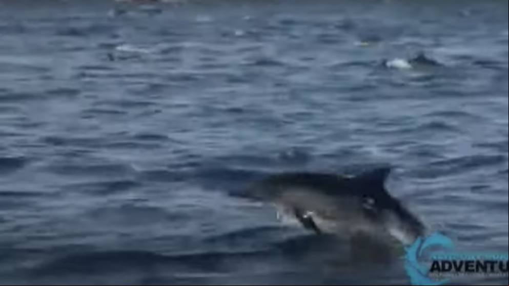 Cientos de delfines nadan juntos en la costa de Laguna Beach, en California