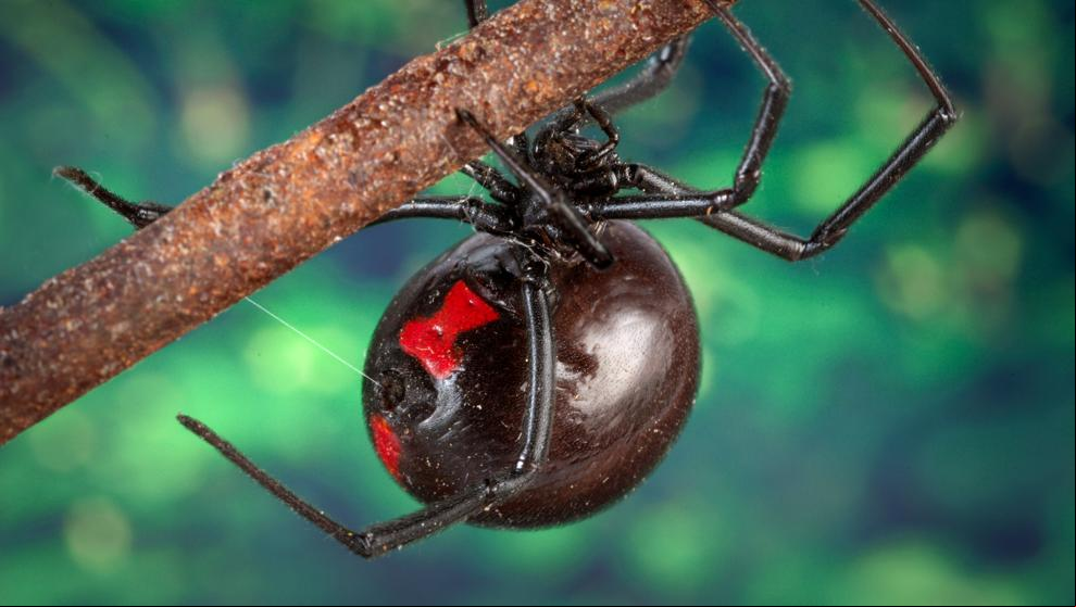 Tres niños se dejan picar por una araña viuda negra porque querían convertirse en Spider-man