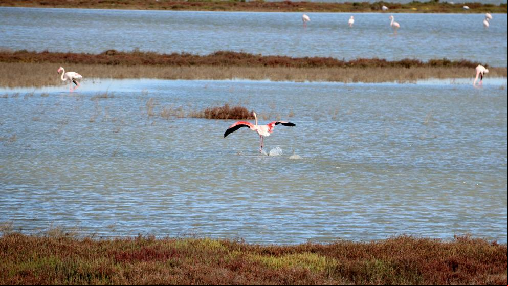 Cierran 30 kilómetros del litoral del delta de l’Ebre para la nidificación de aves