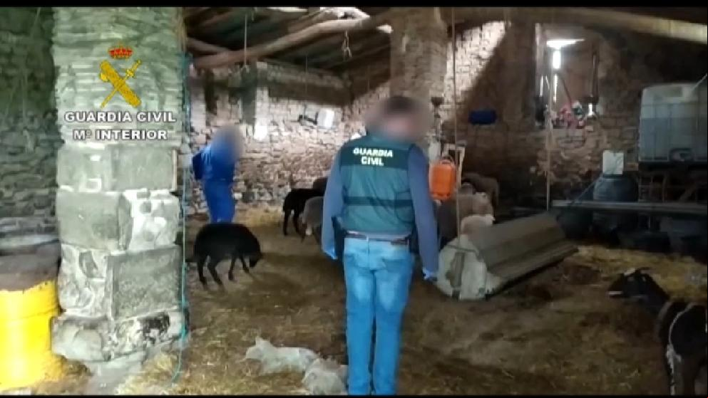 Localizadas 67 cabezas de ganado ovino robado en La Rioja y en Álava