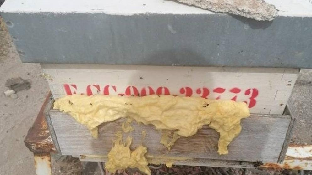 Mata a miles de abejas taponando la entrada a la colmena con espuma de poliuretano