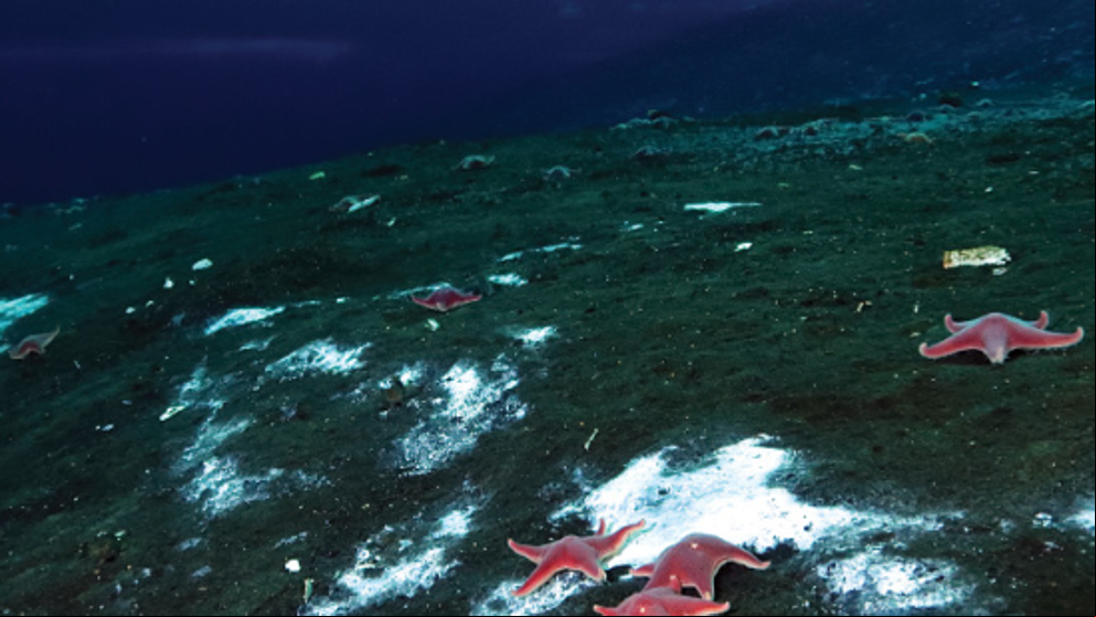 Descubren la primera fuga activa de metano en el fondo marino de la Antártida