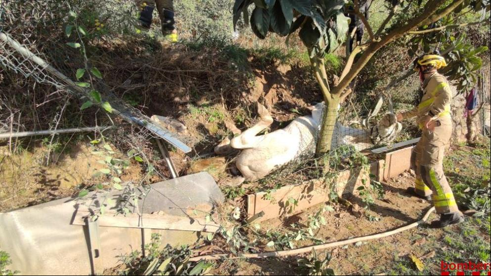 Rescatan a un caballo al quedar atrapado en una zanja en Castellar del Vallès