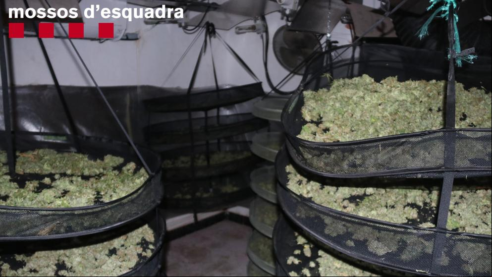 Detienen a tres hombres en el Segrià acusados de cultivar marihuana en una finca de Almenar