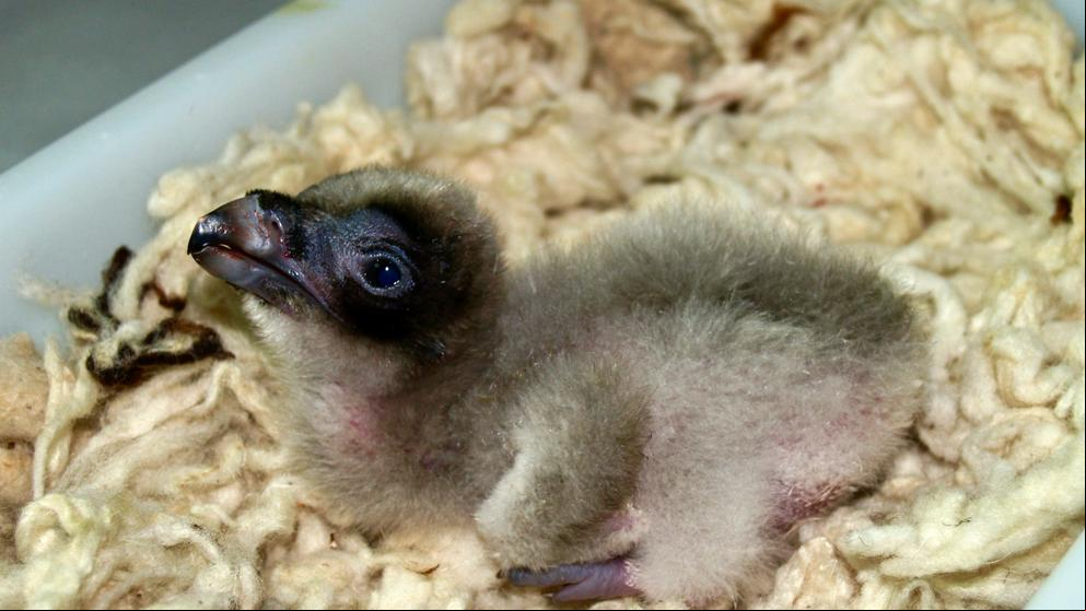 El ‘baby boom’ de la naturaleza en Andalucía